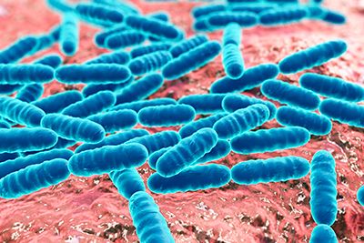 lactobacillus